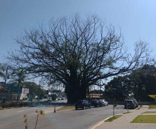 DPJ vai podar figueira do Manecão (Estr. da Rhodia) por prevenção.