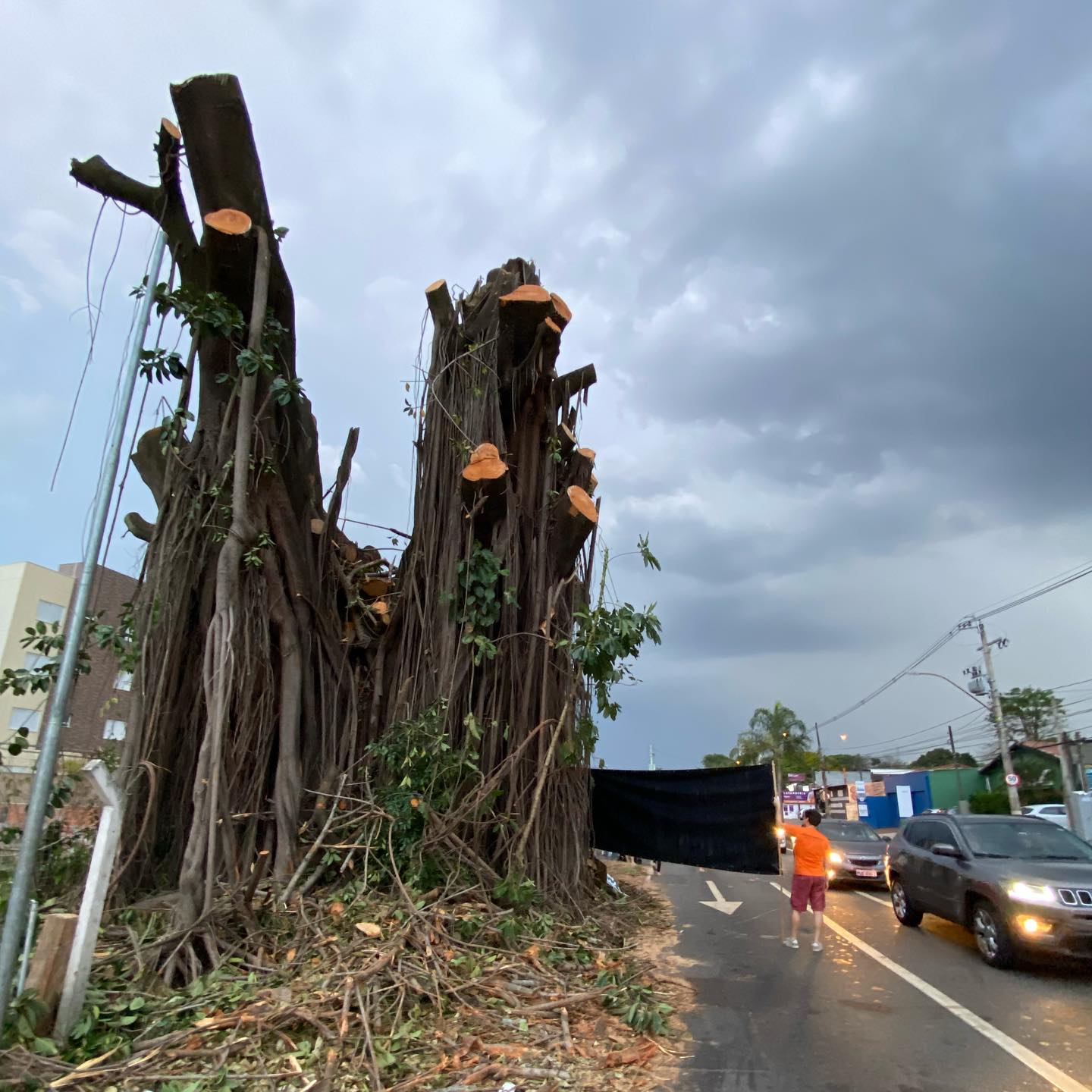 A desarborização de Campinas