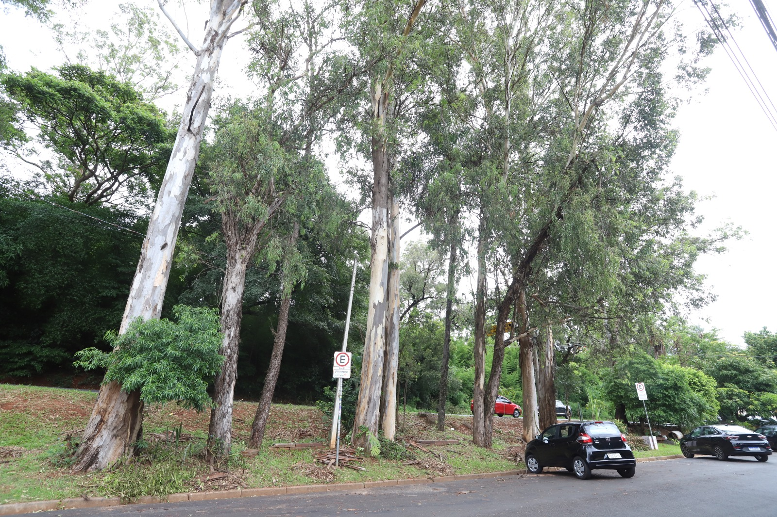 Prefeitura avisa que vai retirar os  eucaliptos da Estrada da Rhodia por prevenção